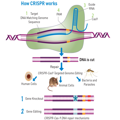 crispr gene editing research paper